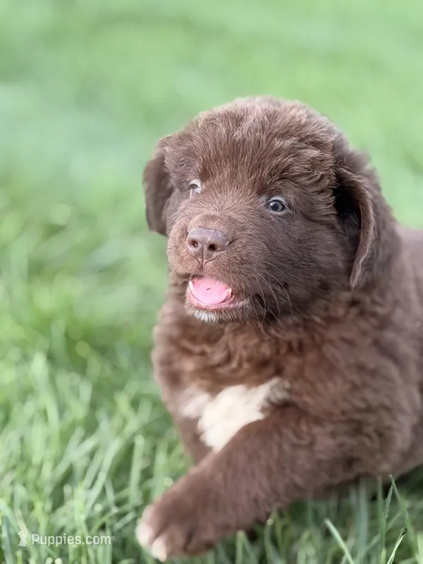 Antonio – Newfoundland puppy for sale in Fairfield, IA