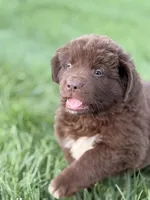 Antonio, a male Newfoundland for sale in Fairfield, IA – 1 of 10