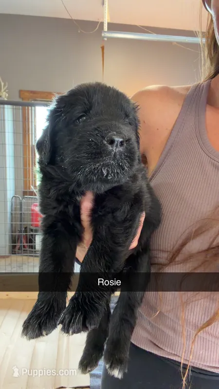 Rosie – Newfoundland puppy for sale in Fairfield, IA
