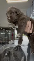 Gina , a female Newfoundland for sale in Fairfield, IA – 9 of 10