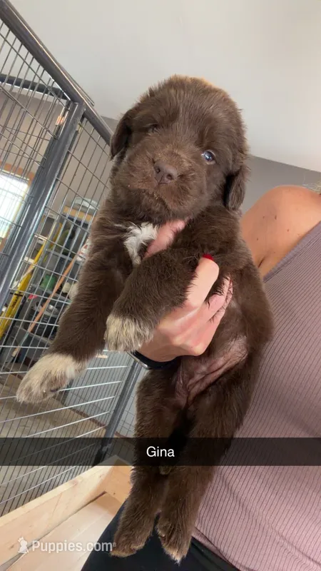 Gina  – Newfoundland puppy for sale in Fairfield, IA