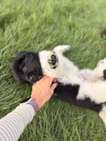 Minnie, a female Newfoundland for sale in Fairfield, IA – 8 of 8