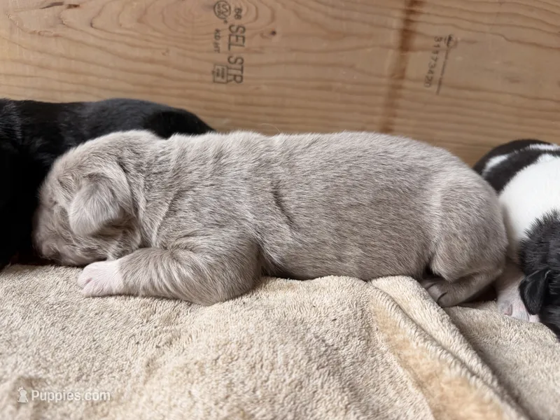 Vinnie – Newfoundland puppy for sale in Fairfield, IA