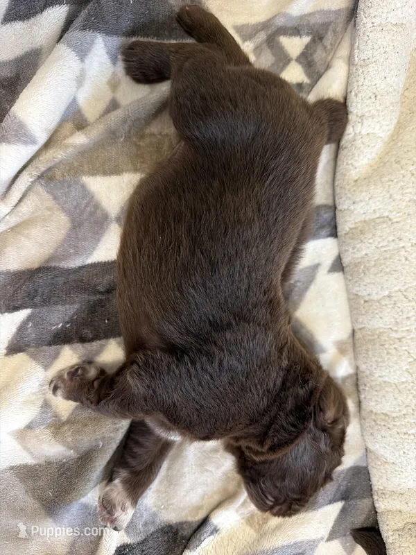 Gina  – Newfoundland puppy for sale in Fairfield, IA
