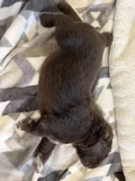 Gina , a female Newfoundland for sale in Fairfield, IA – 1 of 2