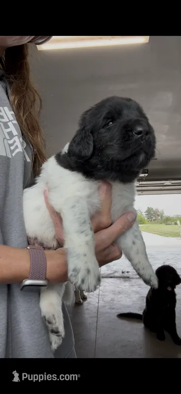 Minnie – Newfoundland puppy for sale in Fairfield, IA