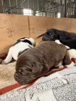 Antonio, a male Newfoundland for sale in Fairfield, IA – 4 of 5