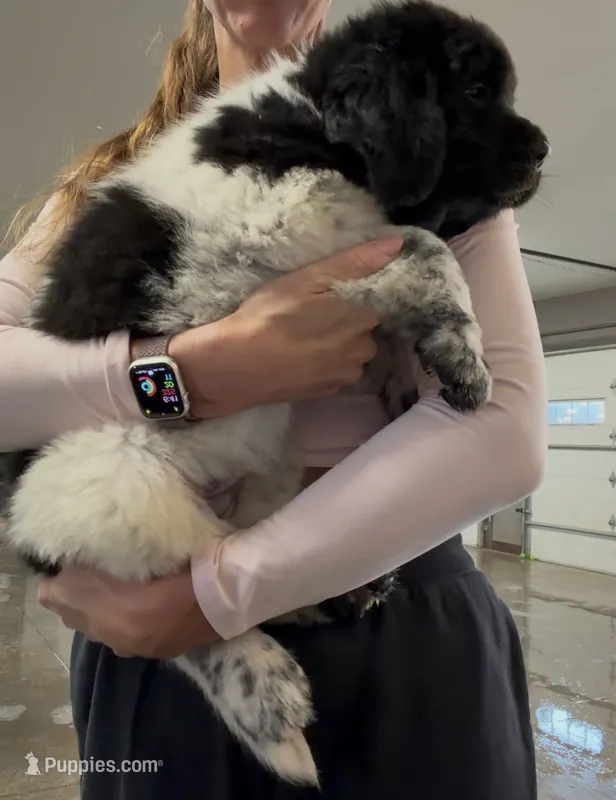 Minnie – Newfoundland puppy for sale in Fairfield, IA