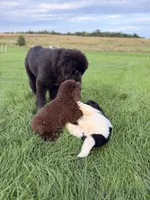 Gina , a female Newfoundland for sale in Fairfield, IA – 5 of 10
