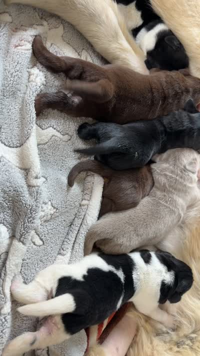 Rosie, a female Newfoundland for sale in Fairfield, IA – 4 of 5