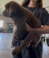 Gina , a female Newfoundland for sale in Fairfield, IA – 2 of 10