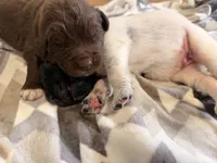 Gina , a female Newfoundland for sale in Fairfield, IA – 2 of 2