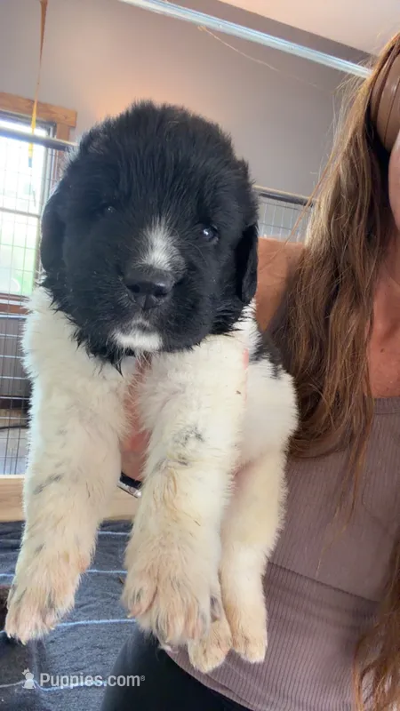 Mickey – Newfoundland puppy for sale in Fairfield, IA