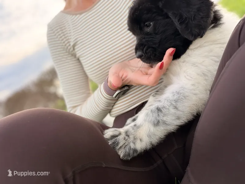 Minnie – Newfoundland puppy for sale in Fairfield, IA