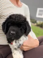 Minnie, a female Newfoundland for sale in Fairfield, IA – 7 of 8