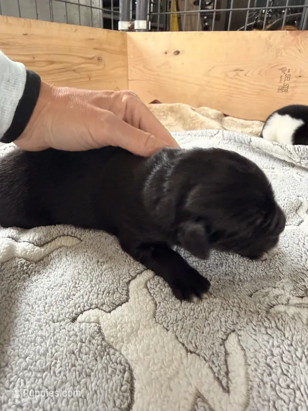 Rosie – Newfoundland puppy for sale in Fairfield, IA