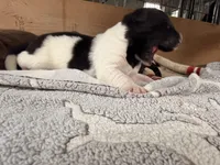 Mickey, a male Newfoundland for sale in Fairfield, IA – 3 of 4
