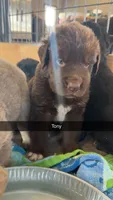Antonio, a male Newfoundland for sale in Fairfield, IA – 4 of 10