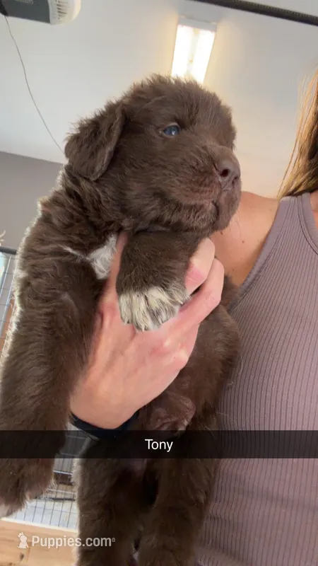Antonio – Newfoundland puppy for sale in Fairfield, IA