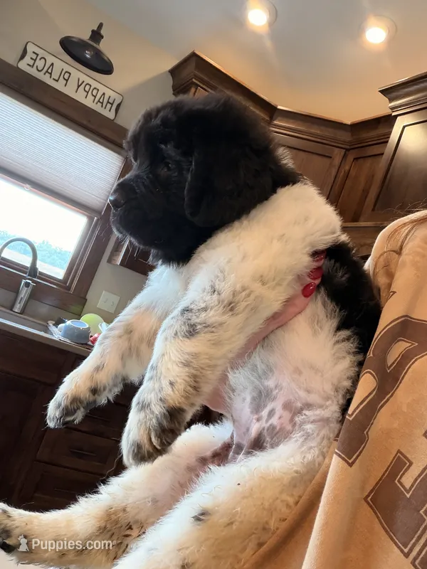 Minnie – Newfoundland puppy for sale in Fairfield, IA