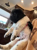 Minnie, a female Newfoundland for sale in Fairfield, IA – 3 of 8