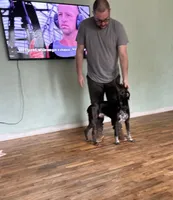 Theo, a male Australian Cattle Dog and German Shorthaired Pointer for sale in Canton, GA – Photo 2 of 3