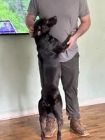 Theo, a male Australian Cattle Dog and German Shorthaired Pointer for sale in Canton, GA – Photo 3 of 3