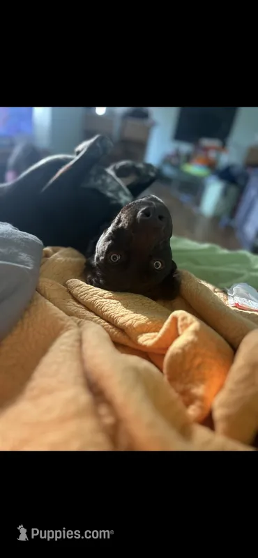 Theo – Australian Cattle Dog, German Shorthaired Pointer puppy for sale in Canton, GA