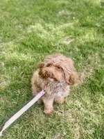 Marley , a female Miniature Goldendoodle for sale in Winder, GA – 3 of 7
