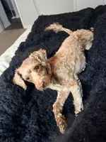 Marley , a female Miniature Goldendoodle for sale in Winder, GA – 6 of 7