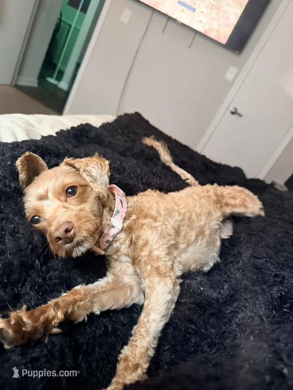 Marley  – Miniature Goldendoodle puppy for sale in Winder, GA