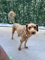 Marley , a female Miniature Goldendoodle for sale in Winder, GA – 7 of 7