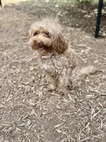 Marley , a female Miniature Goldendoodle for sale in Winder, GA – 2 of 7
