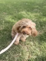Marley , a female Miniature Goldendoodle for sale in Winder, GA – 4 of 7