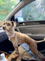 Marley , a female Miniature Goldendoodle for sale in Winder, GA – 5 of 7