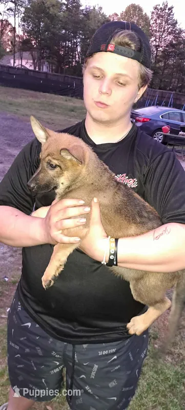 Star – German Shepherd Dog puppy for sale in Greer, SC