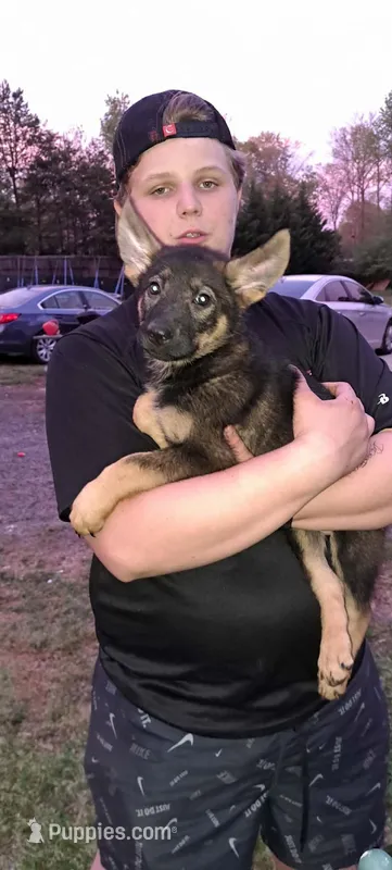 Luna  – German Shepherd Dog puppy for sale in Greer, SC