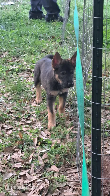 Luna  – German Shepherd Dog puppy for sale in Greer, SC