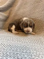 Chiffon, a female Beagle for sale in West Plains, MO – 3 of 8