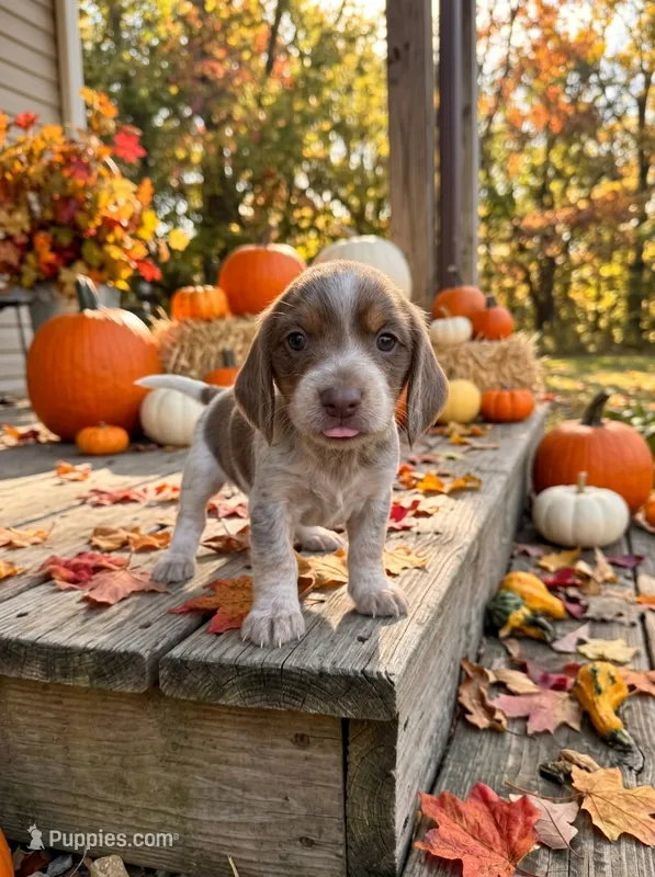 Chiffon – Beagle puppy for sale in West Plains, MO