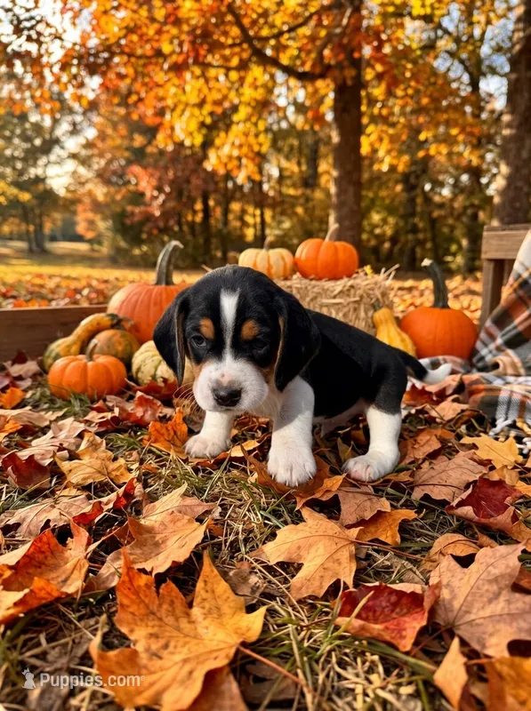Chevron  – Beagle puppy for sale in West Plains, MO