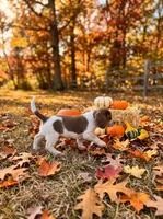 Chiffon, a female Beagle for sale in West Plains, MO – 3 of 3