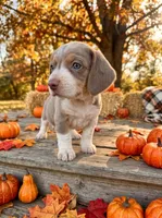 Cashmere, a female Beagle for sale in West Plains, MO – 1 of 7