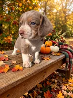 Cashmere, a female Beagle for sale in West Plains, MO – 4 of 7