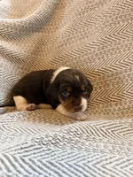Coach, a male Beagle for sale in West Plains, MO – 1 of 8