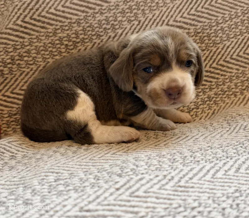 Chiffon – Beagle puppy for sale in West Plains, MO