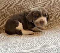 Chiffon, a female Beagle for sale in West Plains, MO – 1 of 8