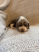 Chiffon, a female Beagle for sale in West Plains, MO – 8 of 8