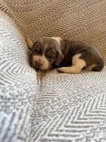 Chiffon, a female Beagle for sale in West Plains, MO – 2 of 8