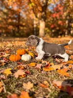 Corduroy , a male Beagle for sale in West Plains, MO – 2 of 3